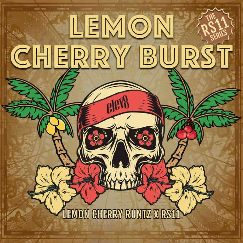 Lemon Cherry Burst, Lemon Cherry Runtz x RS11