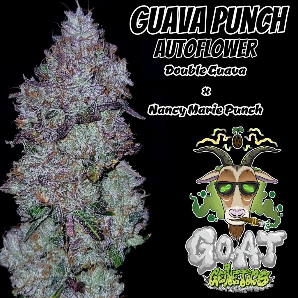 Guava Punch Auto | Goat Genetics | FEM Autoflower Seeds