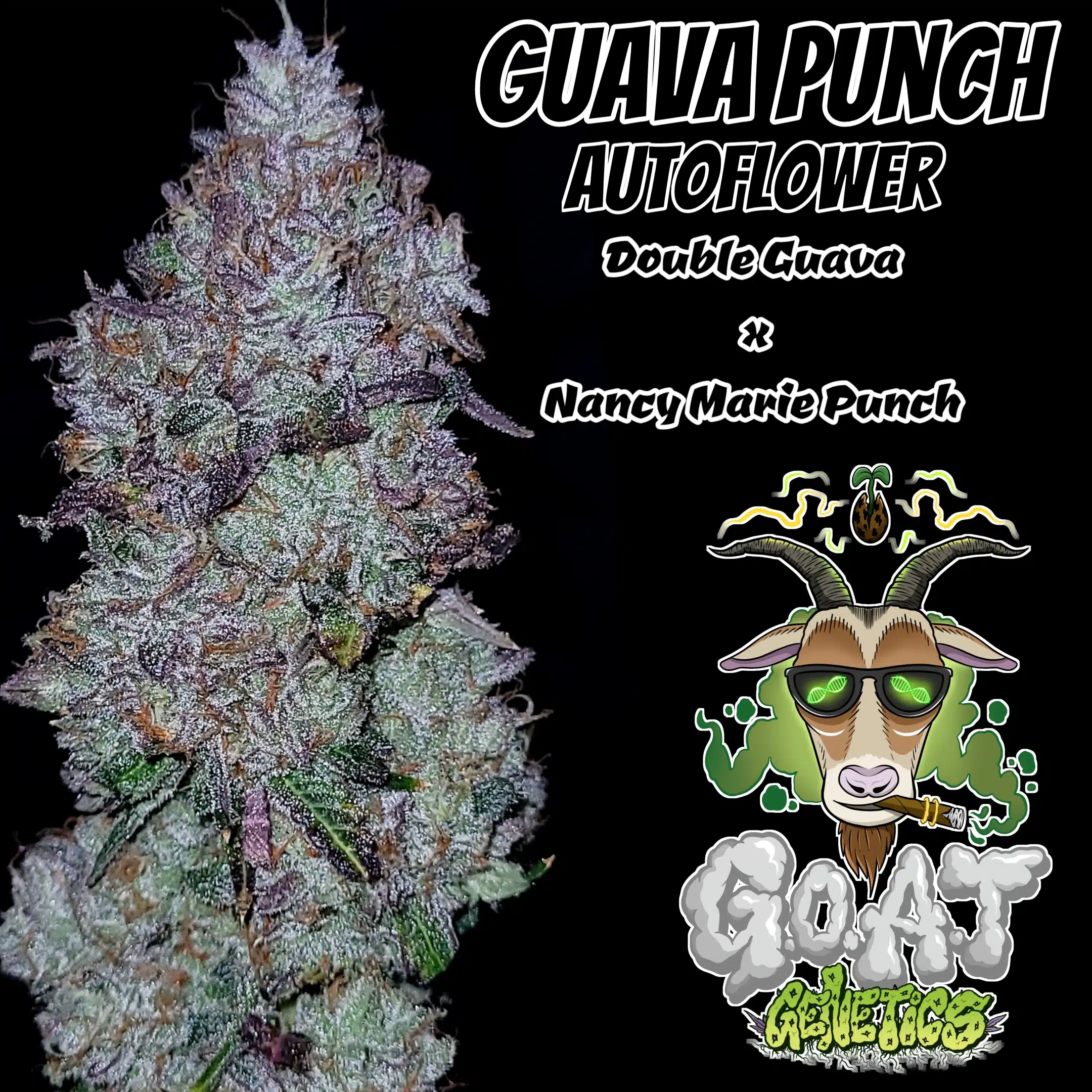 Guava Punch Auto | Goat Genetics | FEM Autoflower Seeds