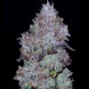 Goat Genetics – Guava Punch – Auto Fem - 5 Pack - Image 3