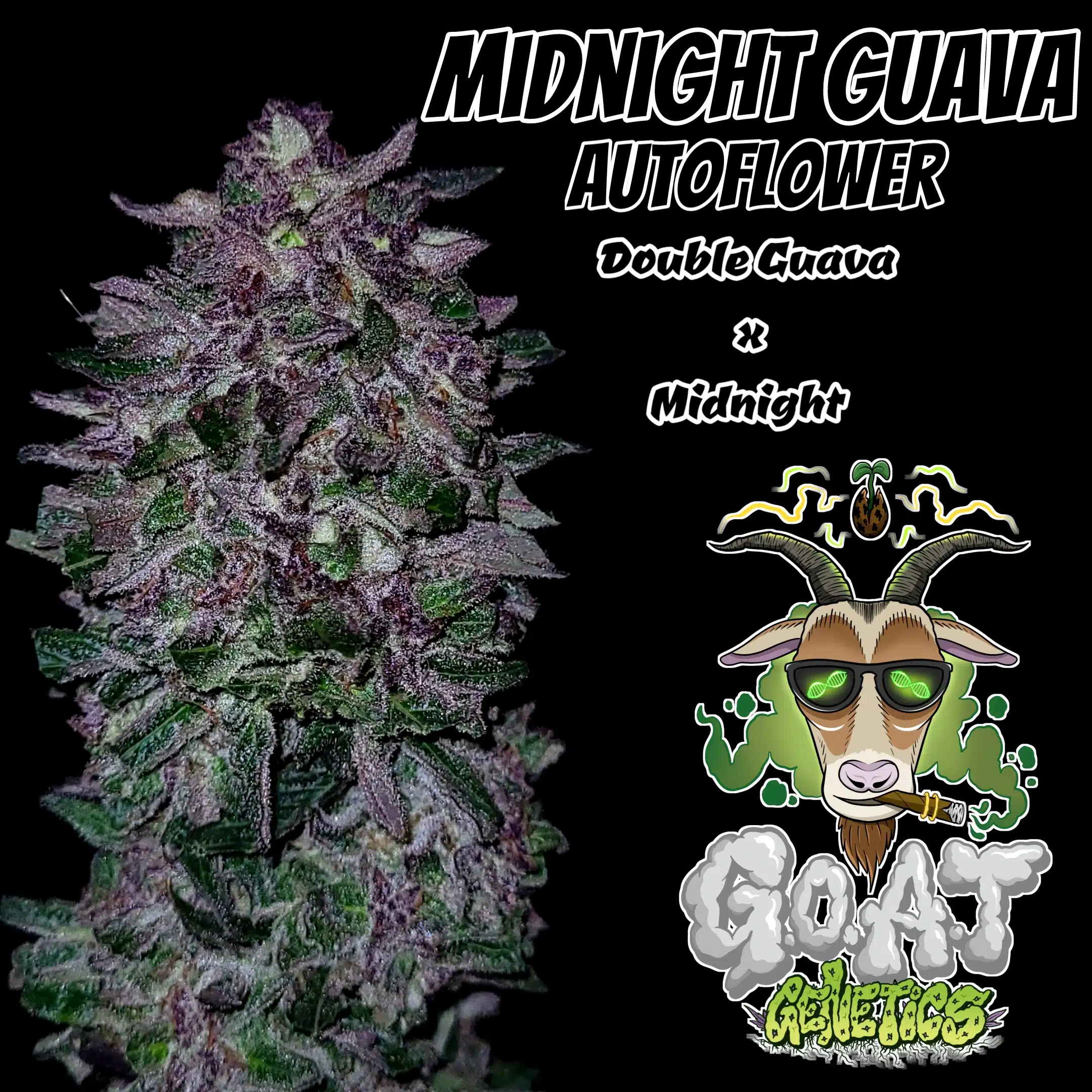 Midnight Guava Auto | Goat Genetics | FEM Autoflower Seeds