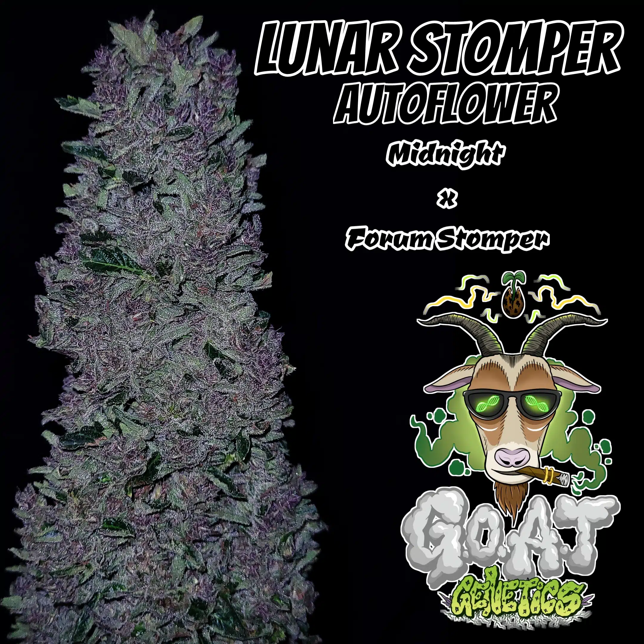 Lunar Stomper Auto | Goat Genetics | FEM Autoflower Seeds