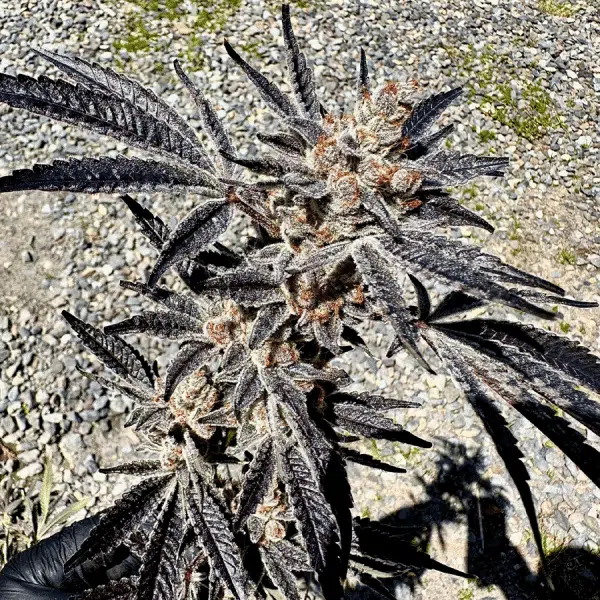 Exotic Genetix – Marshmallow Mountain Strain – Fem Photo – 6 Pack