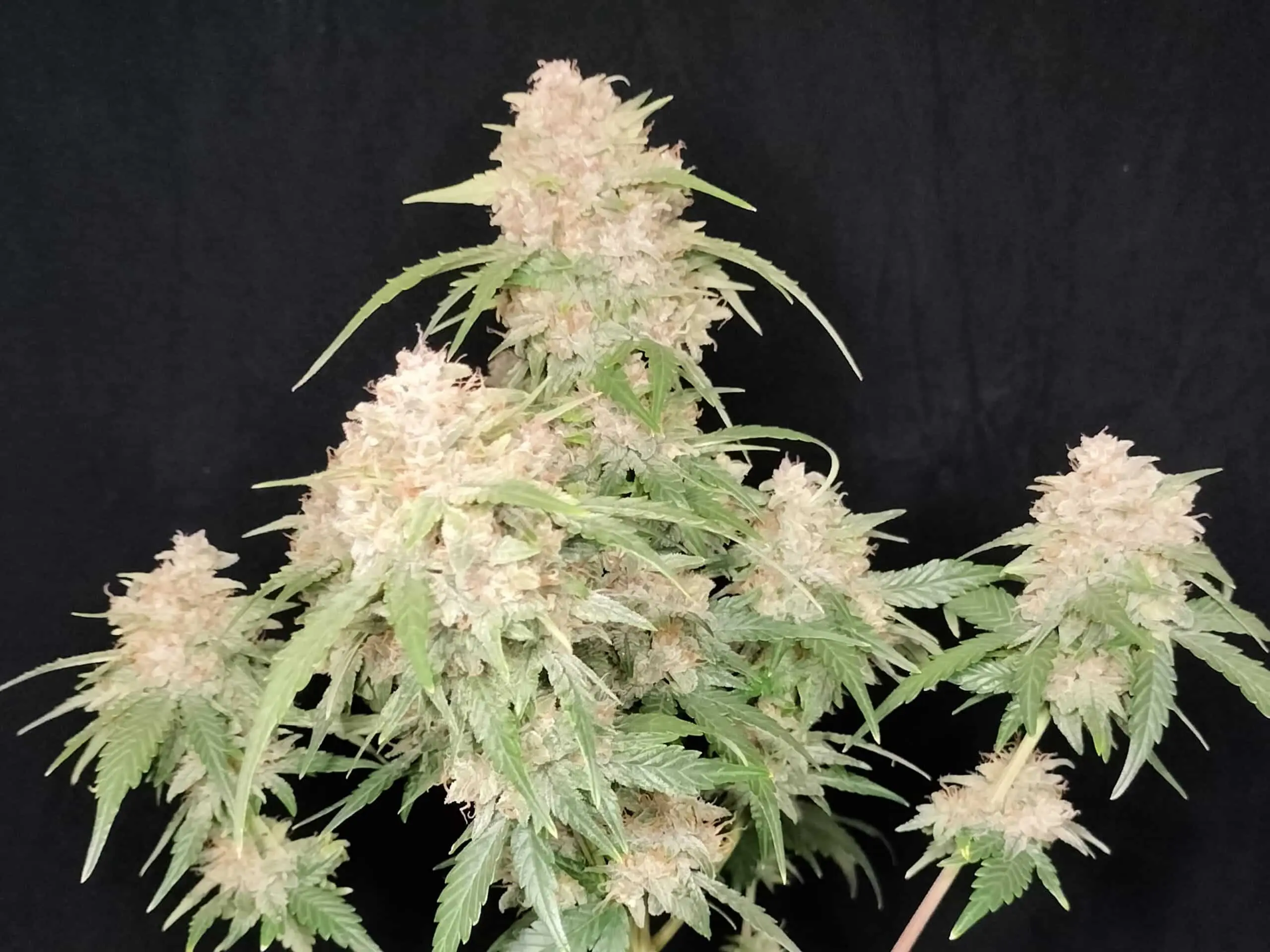 Mint Lemonade Auto | 3rdShiftGenetics | FEM Autoflower Seeds