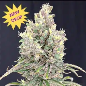 Mosca Seeds � MarVista Strain � Fem Photo � 6 Pack