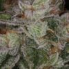 Sin City Seeds – Over the Moon Kush Strain – Reg Photo – 15 Pack - Image 2