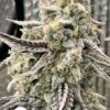 KC Genetics – Peanut Butter Berry Strain – Fem Auto – 3 Pack - Image 2