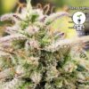 KC Genetics – Plaza Lights Strain – Fem Auto – 3 Pack - Image 3