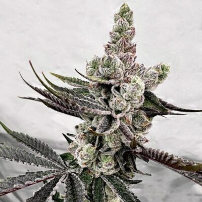 Exotic Genetix – Petrol Potion Strain – Fem Photo – 6 Pack