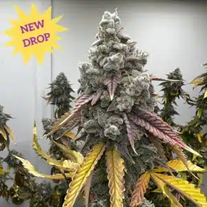 Mosca Seeds � Pineapple Whip S1 Strain � Fem Photo � 6 Pack
