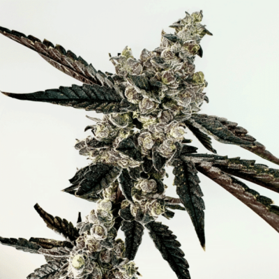 Exotic Genetix – Ring of Sour Strain – Fem Photo – 6 Pack