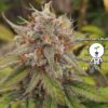 KC Genetics – Runtz Berry Blues Strain – Fem Auto – 3 Pack - Image 3