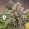 KC Genetics – Runtz Berry Blues Strain – Fem Auto – 3 Pack - Image 4