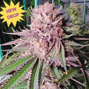Mosca Seeds � Runtz de Frutas Strain � Fem Photo � 6 Pack