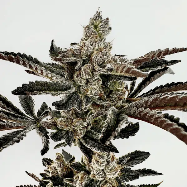Sha-Boink | Exotic Genetix | FEM Photoperiod Seeds