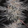 Sin City Seeds – Sin Mint Cookies Strain – Reg Photo – 15 Pack - Image 2