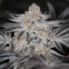 Sin City Seeds – Sin Mint Cookies Strain – Reg Photo – 15 Pack - Image 3