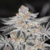 Sin City Seeds – Sin Mint Cookies Strain – Reg Photo – 15 Pack - Image 4