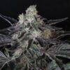 Twenty20 Mendocino – Spice Girl Strain – Fem Photo - Image 2