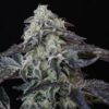 Twenty20 Mendocino – Spice Girl Strain – Fem Photo - Image 3