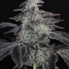 Twenty20 Mendocino – Spice Girl Strain – Fem Photo - Image 4