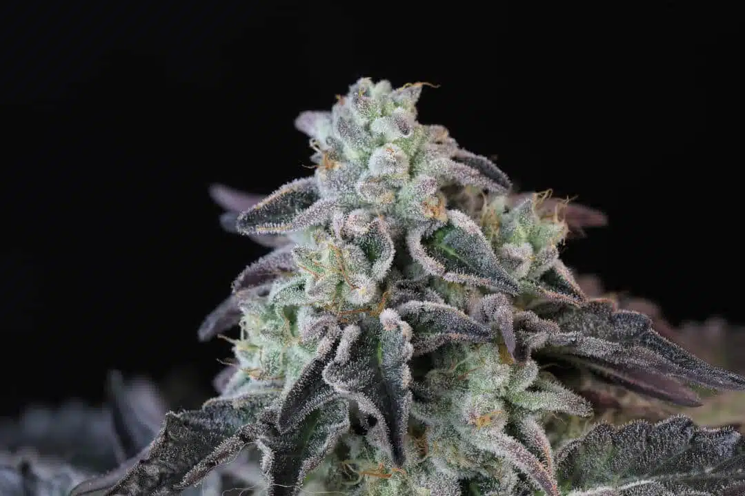 Twenty20 Mendocino – Spice Girl Strain – Fem Photo