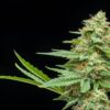 Multiverse Genetics - Star Froots Strain - Auto Fem - Image 2