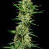 Multiverse Genetics - Star Froots Strain - Auto Fem - Image 3