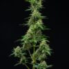 Multiverse Genetics - Star Froots Strain - Auto Fem - Image 4