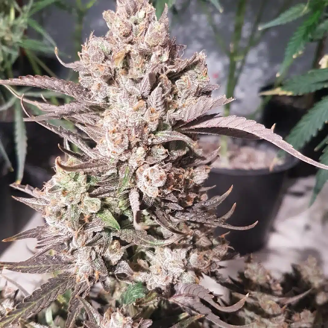 Strawberry Punch Auto | Butter Bean Birdseed | FEM Autoflower Seeds