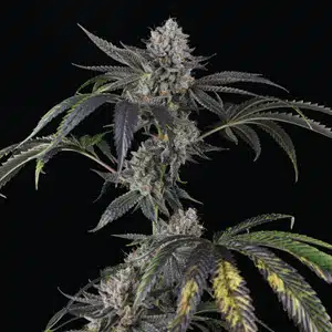 Mosca Seeds � Strawberry Sky Gelly Strain � Auto Fem � 5 Pack