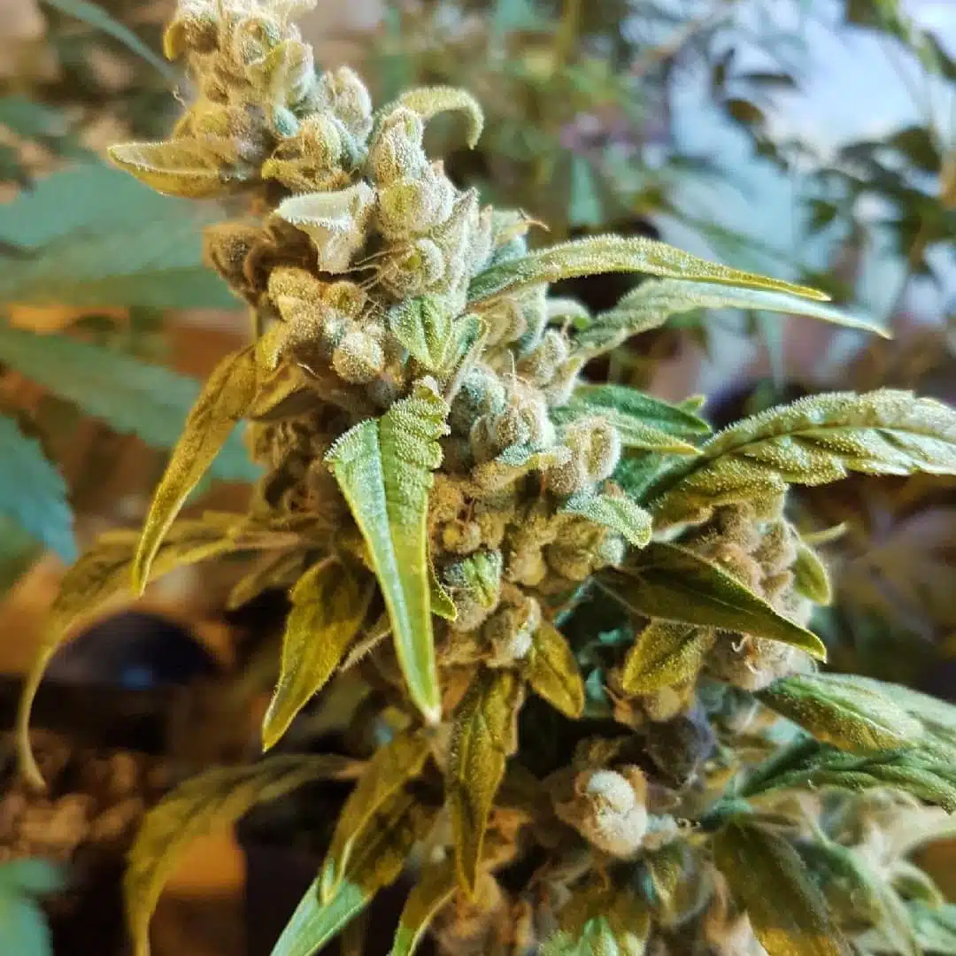 Sunny D Auto | Butter Bean Birdseed | FEM Autoflower Seeds