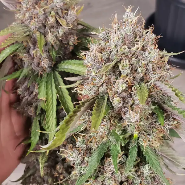 The Beast Auto | Butter Bean Birdseed | FEM Autoflower Seeds