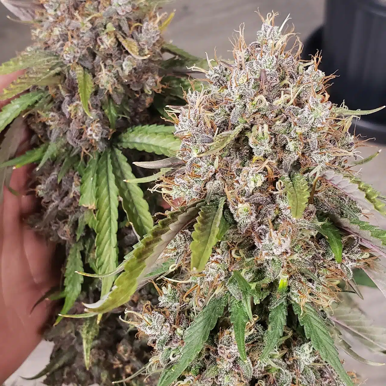 The Beast Auto | Butter Bean Birdseed | FEM Autoflower Seeds