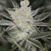 Sin City Seeds – Tangerine Power Strain – Reg Photo – 15 Pack - Image 2