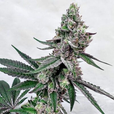 Exotic Genetix – Twisted Terpz Strain – Fem Photo – 6 Pack