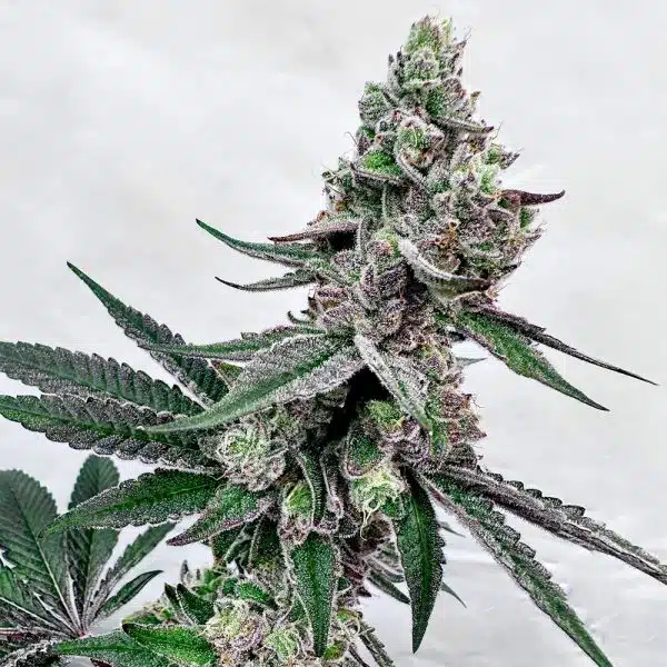 Exotic Genetix – Twisted Terpz Strain – Fem Photo – 6 Pack