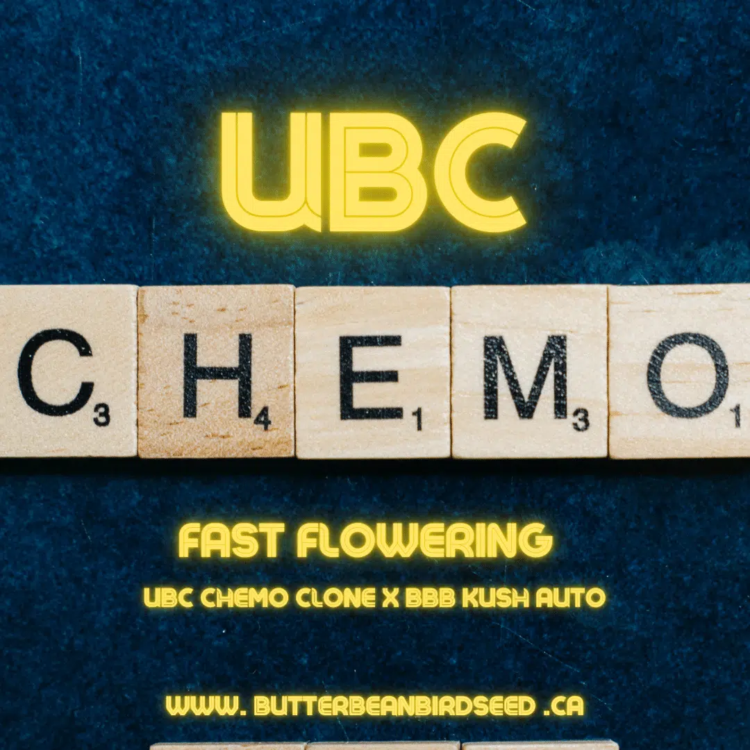 UBC Chemo | Butter Bean Birdseed | FEM Fast Photoperiod Seeds
