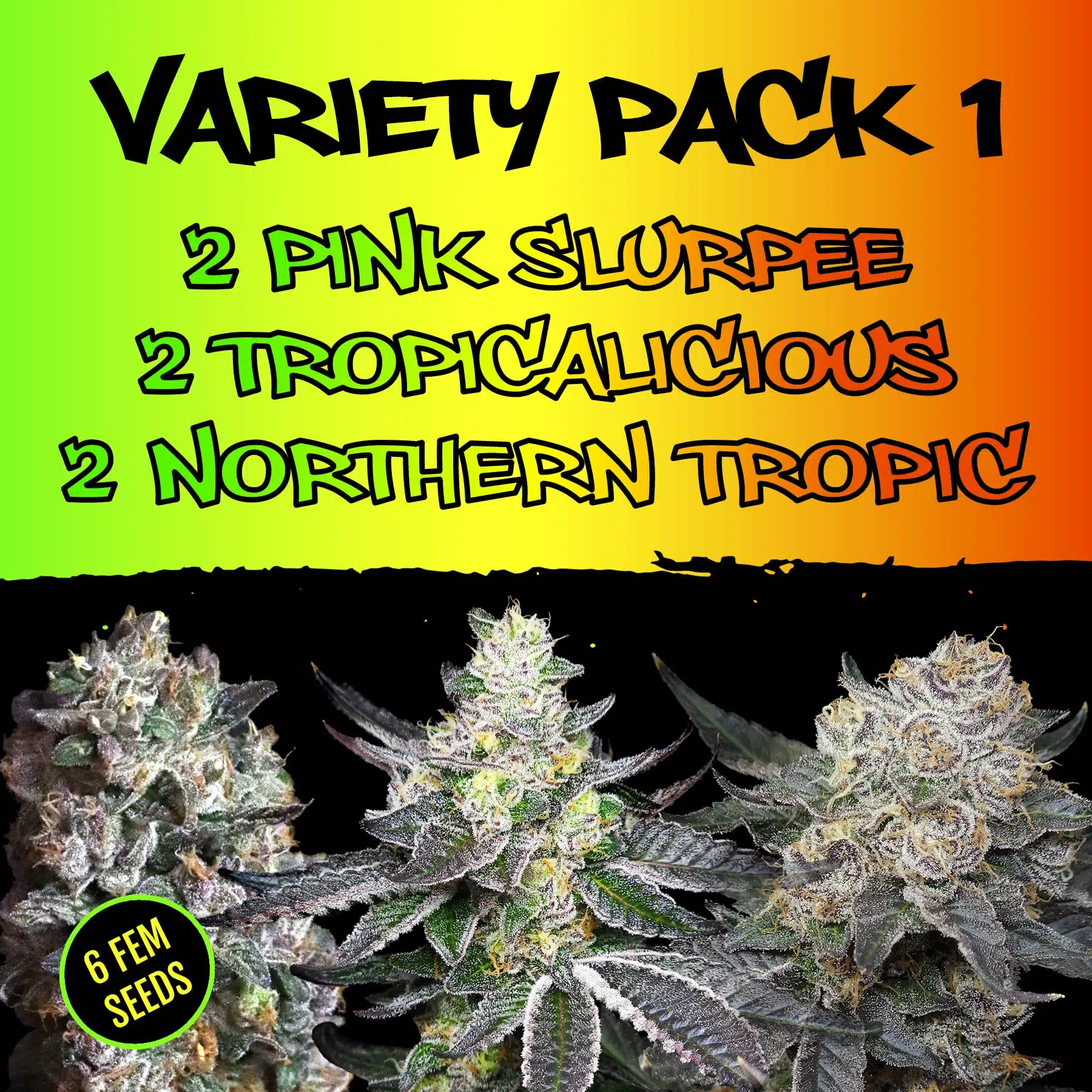 Variety Pack 1 | Elev8 Seeds | FEM Photoperiod Seeds
