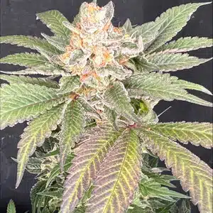 Mosca Seeds � Zoap x Baja Blast Strain � Fem Photo � 6 Pack