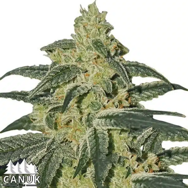 Afghan Hash Plant | Canuk Seeds | FEM Photoperiod Seeds
