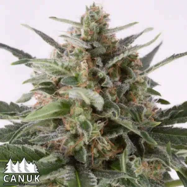 AK X Critical Mass Auto | Canuk Seeds | FEM Autoflower Seeds