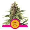 Apple Fritter1