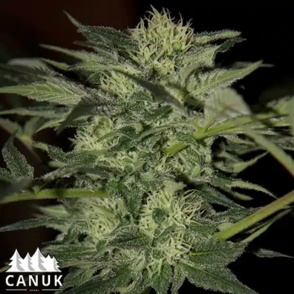 Blueberry Auto | Canuk Seeds | FEM Autoflower Seeds