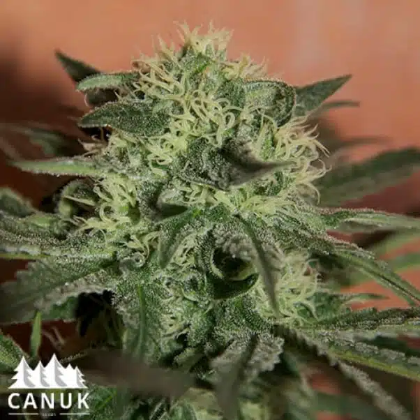 Lemon Skunk Auto | Canuk Seeds | FEM Autoflower Seeds