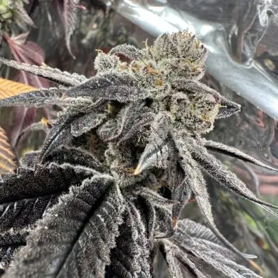 Genetix Matter – Automatic Bang Strain – Fem Photo