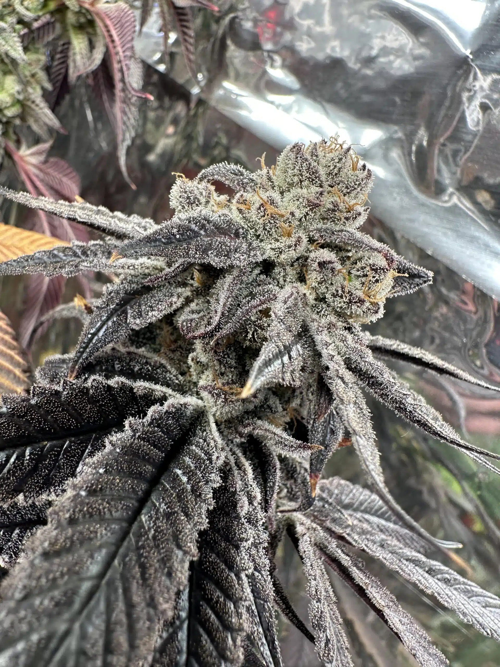 Genetix Matter – Automatic Bang Strain – Fem Photo