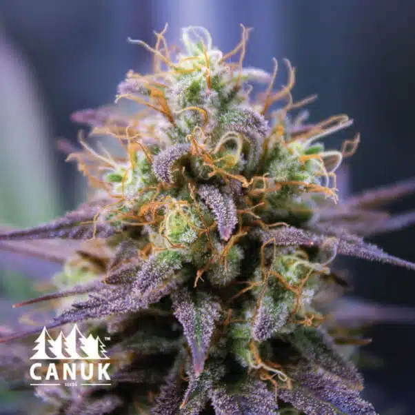 Ayahuasca Purple | Canuk Seeds | FEM Photoperiod Seeds