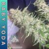 Altitude Genetics – Baby Yoda Strain – Auto Fem – 3 Pack - Image 2