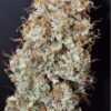 Kindway Farms – Ba Dank A Dank Strain – Fem Photo 5 Pack - Image 2